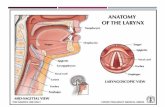 Benign Tumors of Larynx