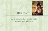 Big Cats and Zoo Medicine