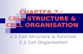 2.1   cell function by SAS