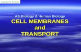 As biology cell membranes colstons