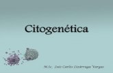 Citogenética Especialidad 2013 BIOLOGÍA UNSA