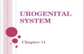 Urogenital system chap