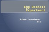Egg osmosis experiment