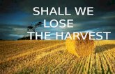Shall we lose the harvest