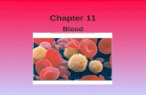 Blood Ch11