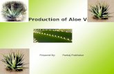Production Of Aloe Vera
