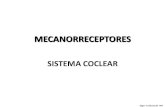 3.mecanorreceptores.sistema coclear