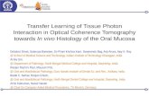 Transfer Learning of Tissue Photon Interaction in Optical Coherence Tomography towards In vivo Histology of the Oral Mucosa