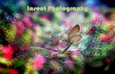 1 insect photography