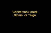 Coniferous forests biome