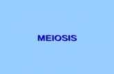 Biología, meiosis