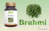 Brahmi herb