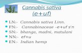 Ayurvedic Pharmacology of Cannabis sativa & its Pharmacognocy