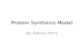 KPerry Protein synthesis model