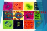 Cell cylce and cell division, an introduction