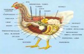 Poultry health and management photos