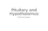 Pituitary and hypothalamus