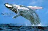 Peyton whales