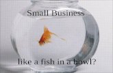 Small Business Fish Story
