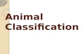 Animal Classification (Grade 5)