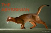 Abyssinian breed standard presentation 2011[1]