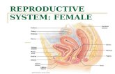 Notes - Female Reproductive System