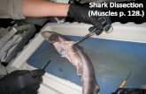 Shark & Cat Dissection