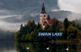 1 swan lake
