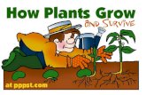 Plants growth