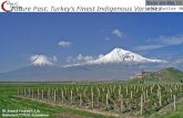 Turkey's indigenous wine varieties 11812