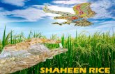 Shaheen Rice catalogs