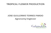 JOGUITOPAR / TROPICAL FLOWER PRODUCTION