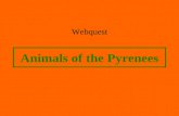 Animals of the pyrenees
