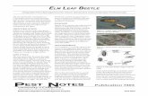 Elm Leaf Beetle Integrated Pest Management