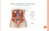 The Urinary System Chapter 9