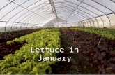 Lettuce in january