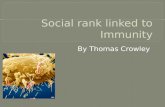 how social rank effects immunity slideshow