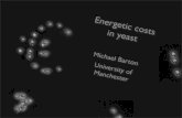 The role of cost in yeast gene expression