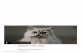 Bbc news   cat watch 2014  what’s it like being a cat-