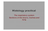 Histology of respiratory system larynx trache and lung