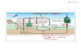 Gr10 may13, 18 carbon cycle