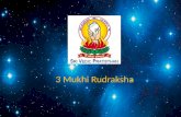 3 mukhi rudraksha