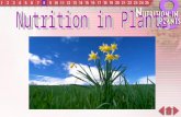 08.nutrition in plants__arist