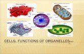 Grade 7 - Cells, Functions of Organels