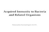 Immunity to bacteria and related organisms in animal