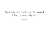 Neurons and the General Layout of the Nervous System