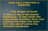 Hair cell function and purpose