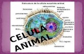 Presentacion de celula animal