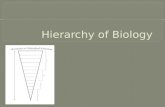 Hierarchy of biology