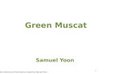 Green muscat v2